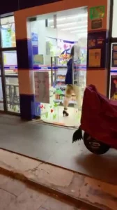 带尾巴露出